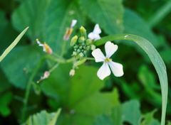 Raphanus raphanistrum landra