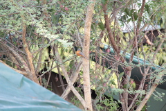 Melaenornis semipartitus