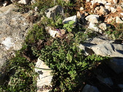 Clinopodium suaveolens