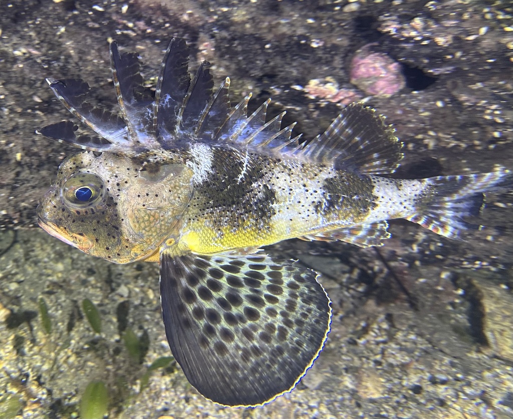 Bighead gurnard perch (Neosebastes pandus) — Neosebastidae