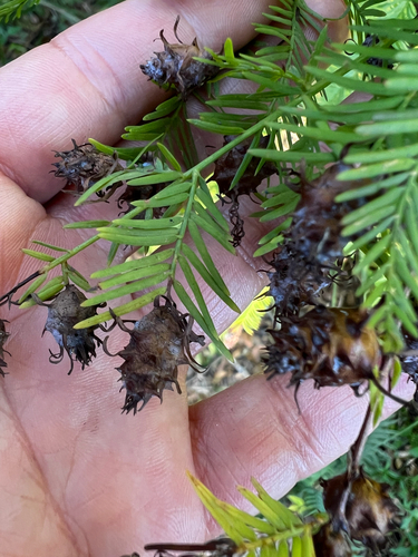 Unknown species found near W J Janes Memorial Scenic Dr, Immokalee, FL, US