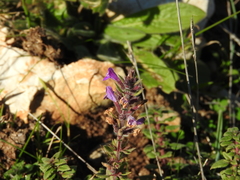 Clinopodium suaveolens