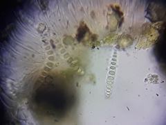 Phaeographis dendritica