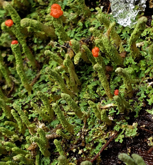 Cladonia didyma