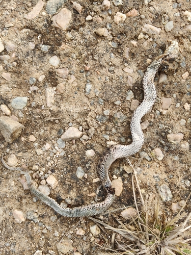 Père David's Ratsnake
