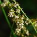 Carex cruciata - Photo (c) 博甫, algunos derechos reservados (CC BY-NC), uploaded by 博甫