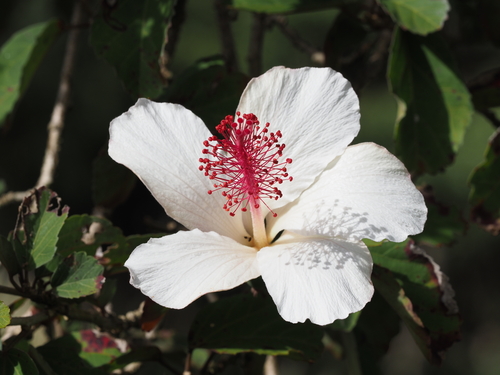 White Kauai Rosemallow (Hibiscus waimeae)