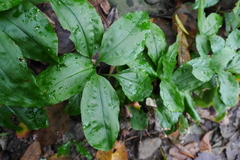 Goodyera rubicunda
