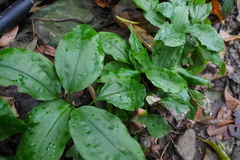 Goodyera rubicunda