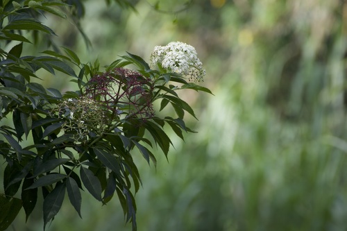 African elderberry