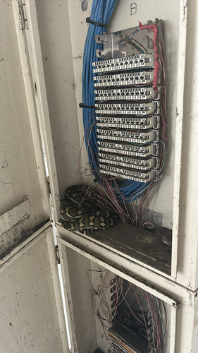 Coastal Carpet Python sighting