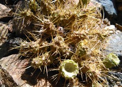 Maihueniopsis ovata