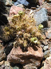 Maihueniopsis ovata