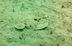 Pleuronichthys coenosus