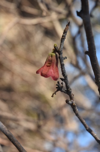 Brachychiton chillagoensis Guymer 3