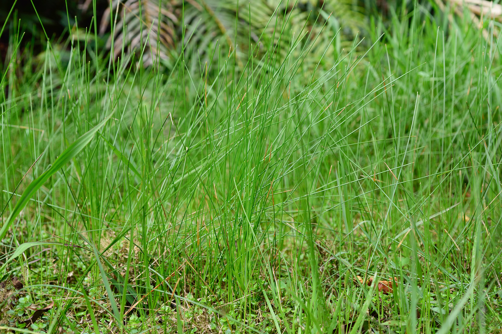 Eleocharis tetraquetra; photograph (c) 國立臺灣博物館, some rights reserved (CC BY)