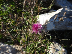 Centaurea