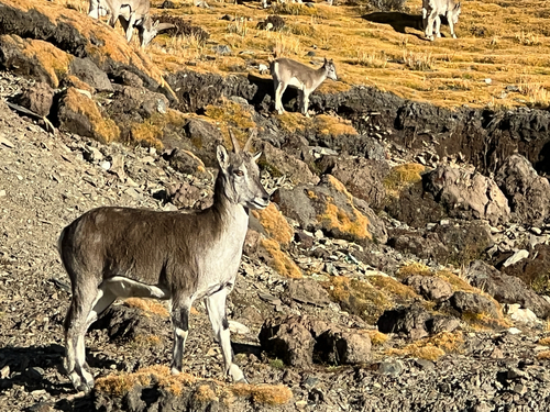 Bharal
