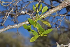 Viscum cruciatum