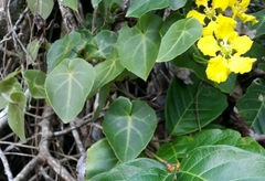 Stigmaphyllon ciliatum