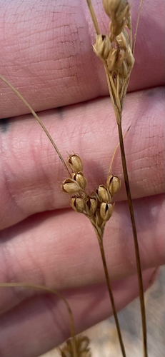 Dudley's Rush (Juncus dudleyi)