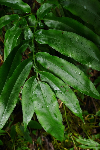 Coniogramme japonica iNat (2)