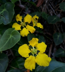 Stigmaphyllon ciliatum