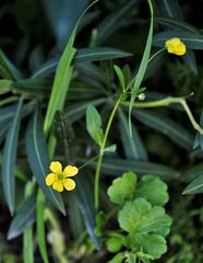 Ranunculus paludosus