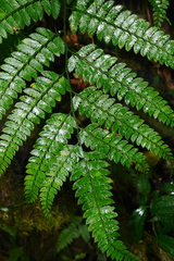 Arachniodes rhomboidea