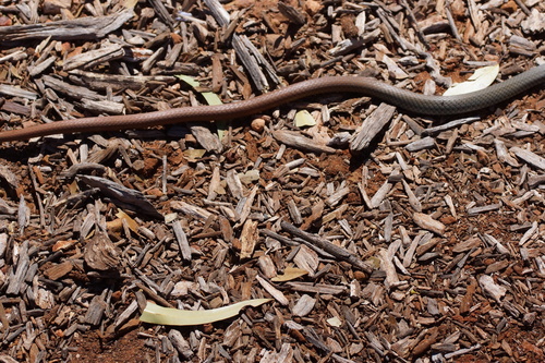 Central Whipsnake sighting