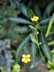 Ranunculus paludosus