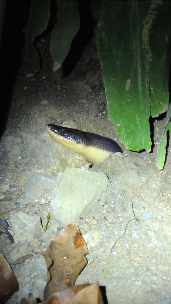Loxocemidae