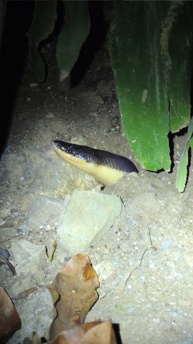 Mexican Burrowing Python
