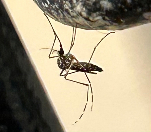 Unknown species found near Narcoossee Rd, Orlando, FL, US