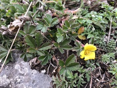 Potentilla incana