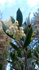 Arbutus unedo