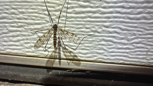 Unknown species found near Crutcher Pike, Richmond, KY, US