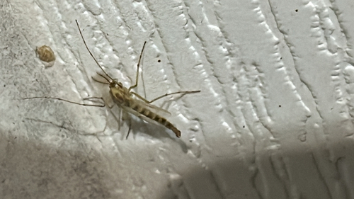 Unknown species found near Crutcher Pike, Richmond, KY, US