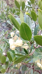 Arbutus unedo