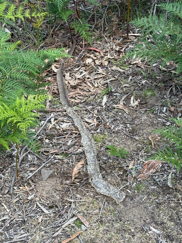 Australian Elapids (inc. Sea Snakes) sighting