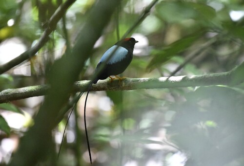 Long-tailed Manakin (Chiroxiphia linearis), photo 9