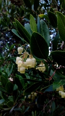 Arbutus unedo