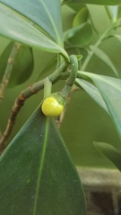 Clusia rosea