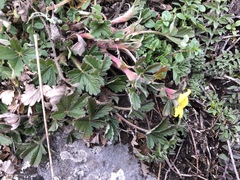 Potentilla incana