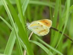 Colotis antevippe gavisa