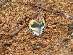 Colotis antevippe gavisa