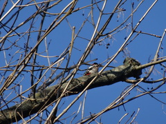 Dendrocopos major