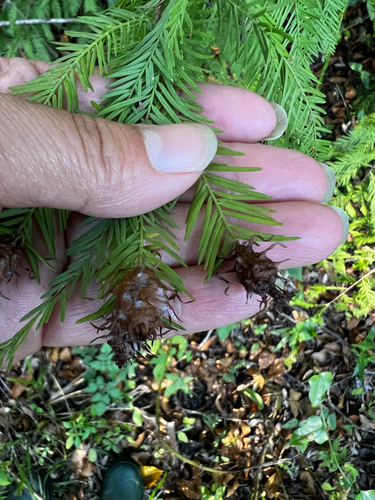 Unknown species found near W J Janes Memorial Scenic Dr, Immokalee, FL, US