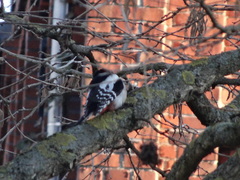 Dendrocopos major