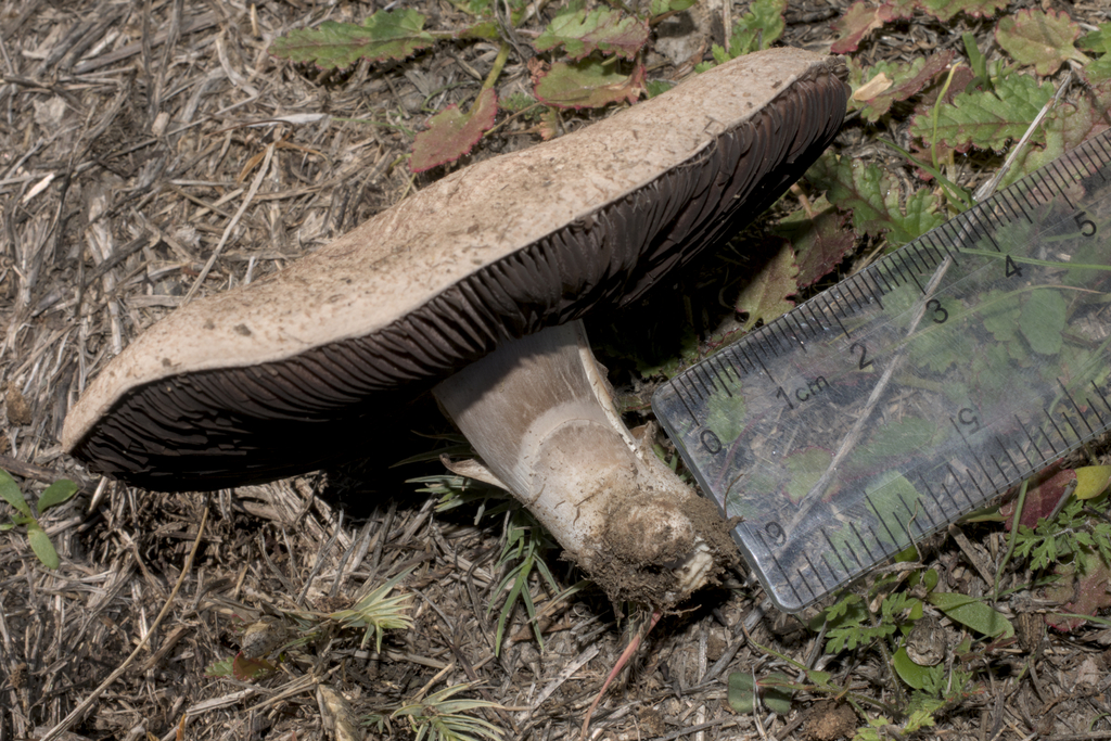 Agaricus incultorum